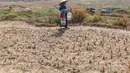 Warga  berjalan mengambil air untuk kebutuhan sehari-hari pada kubangan bekas sawah di  kawasan Weninggalih, Jonggol, Jawa Barat, Selasa, 25 Agustus 2026. (KLY/ Arie Basuki)