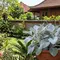 7 Tanaman Hias dengan Daun Berbulu yang Cocok untuk Taman dan Indoor