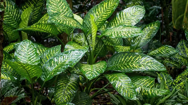 Ilustrasi Tanaman Aglaonema/Photo by David Clode on Unsplash