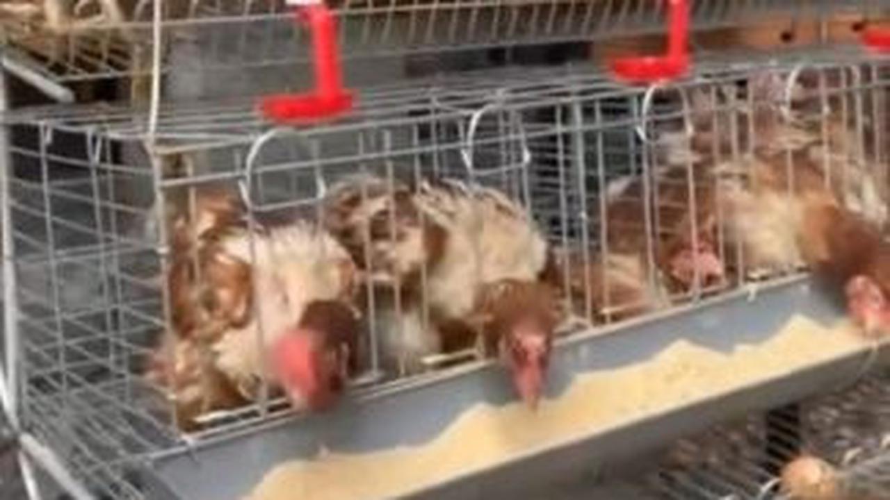 Menggunakan seragam dinas, Jenderal Agus tampak merekam momen ketika ia mengecek puluhan ayam peliharaannya.