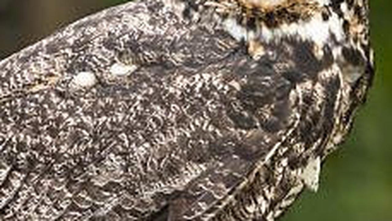 5. Burung Hantu<br>