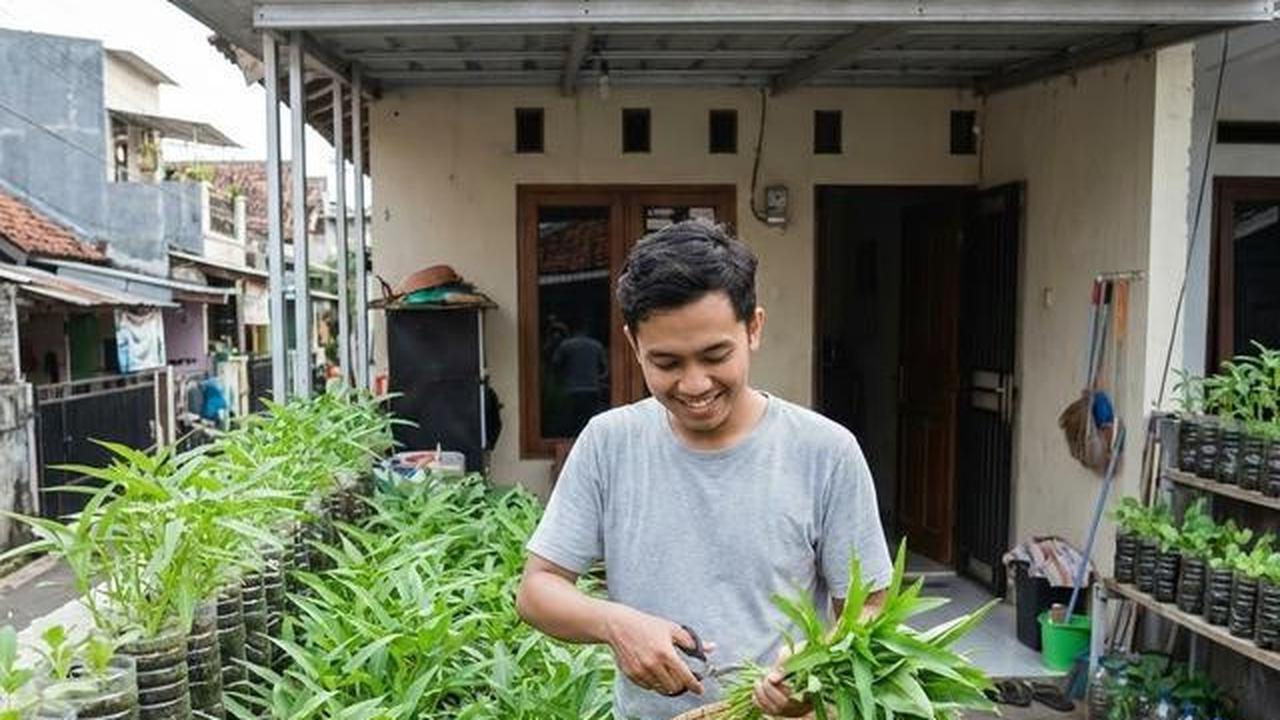 6 Tanaman Sayur yang Cocok untuk Lahan Kecil Perkotaan dan Minim Sinar Matahari