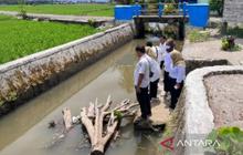Puluhan Ton Ikan Restocking di Pariaman Hanyut Akibat Banjir, Kerugian Capai Ratusan Juta Rupiah