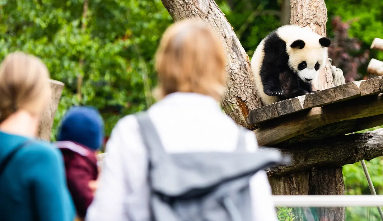 Para pengunjung mengamati anak panda raksasa di Kebun Binatang Berlin, ibu kota Jerman, pada 28 Mei 2020. Kebun Binatang Berlin dibuka kembali untuk umum pada 28 April setelah ditutup selama lebih dari sebulan akibat COVID-19. (Xinhua/Binh Truong)
