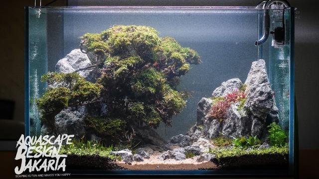Cerita Akhir Pekan Aquascape Serunya Hias Dan Mempercantik Akuarium Lifestyle Liputan6 Com