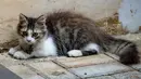Seekor kucing belang tiga terlihat duduk di lantai di Jakarta, 22 Juli 2018. Hari Kucing se-Dunia pertama kali dicetuskan oleh International Fund for Animal Welfare (IFAW) dan beberapa kelompok hak asasi hewan pada tahun 2002. (AFP/BAY ISMOYO)