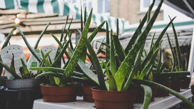 Tanaman lidah buaya
