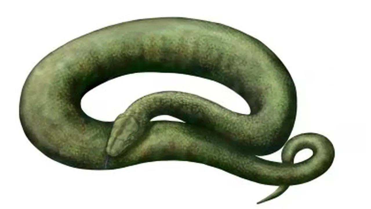 Vasuki indicus, ular prasejarah dari India, merupakan salah satu ular terpanjang yang pernah tercatat. (Wikimedia Commons)
