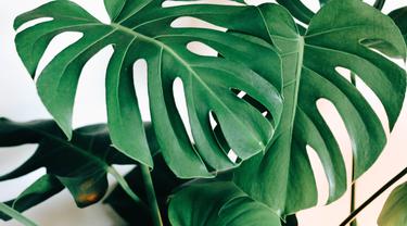 Jenis Tanaman Monstera