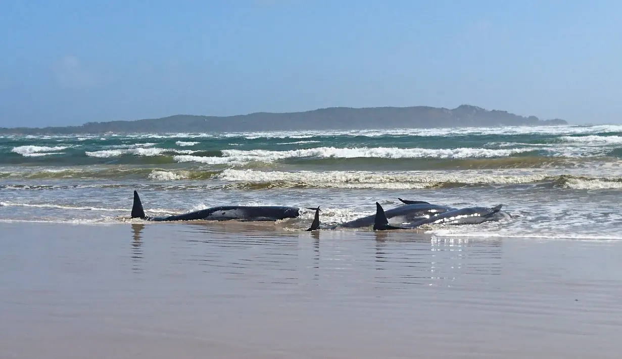 Kawanan paus pilot yang terdampar di perairan Pelabuhan Macquarie, Tasmania, Australia (21/09/2020). Sebanyak 90 paus telah mati dan operasi "menantang" sedang dilakukan untuk menyelamatkan 180 lainnya yang masih terdampar pada 22 September. (AFP/Handout/Tasmania Police)