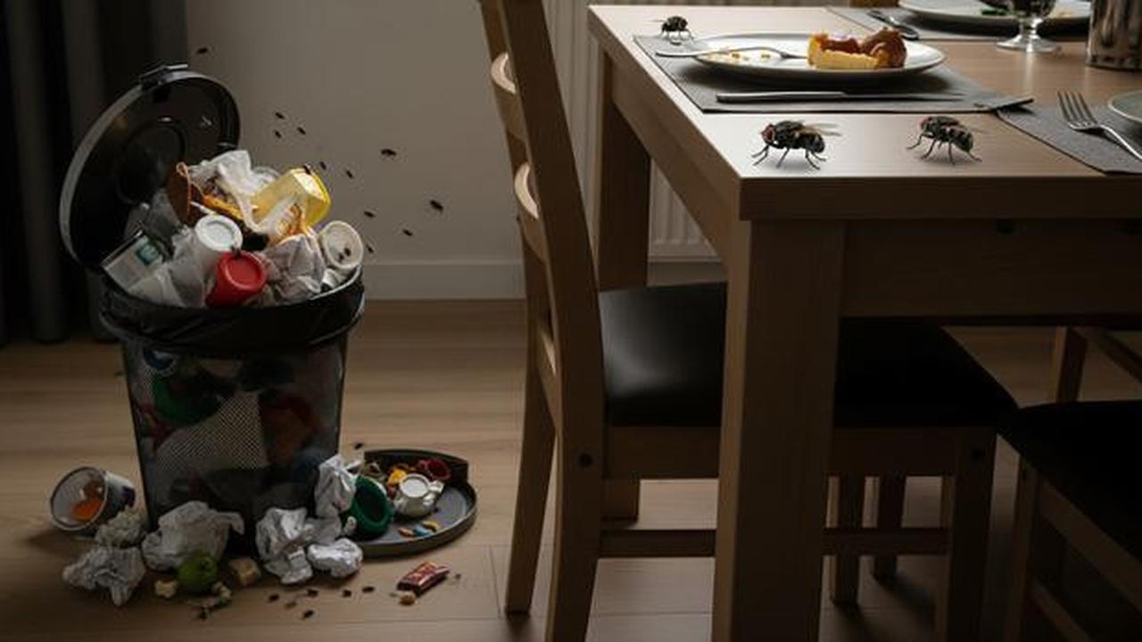 Kenapa Lalat Sering Muncul di Meja Makan? Ini 7 Penyebabnya yang Jarang Disadari