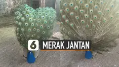 Aksi unik dilakukan oleh merak jantan ketika menarik perhatian merak betina.