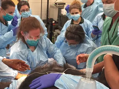 Pihak Kebun Binatang Philadelphia mendatangkan tim dokter untuk membantu proses melahirkan seekor gorila, Philadelphia, Jumat (2/6). Hal itu dikarenakan mereka khawatir akan keselamatan ibu dan bayi dari gorila tersebut. (AP Photo)