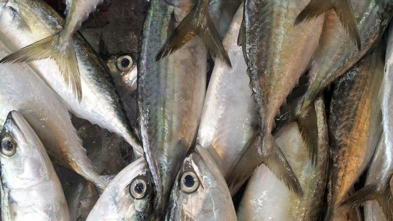 4. Ikan Berlemak