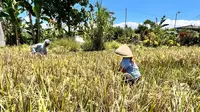 Fantastis! Produksi Beras Banyuwangi Lebihi Kebutuhan, Surplus 159 Ribu Ton