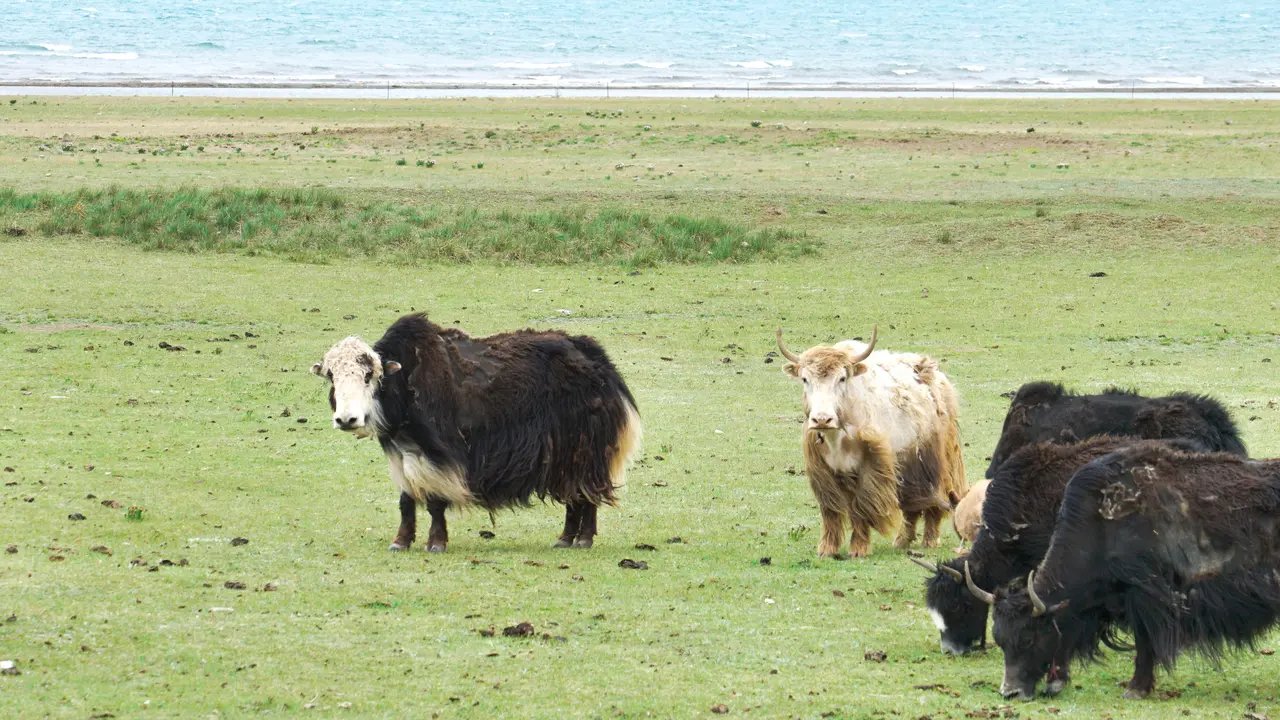 Peternakan Sapi di China