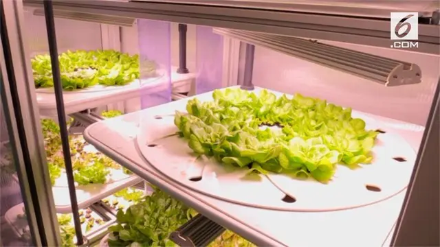 Sebuah restoran di Berlin, Jerman ciptakan tren berkebun di dalam restoran. Mereka memanen langsung salad yang akan disajikan kepada pengunjung.