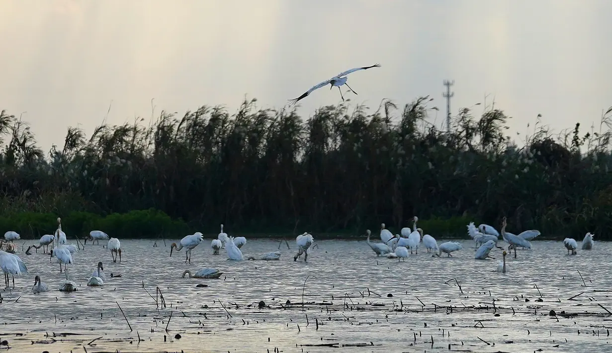 Kawanan burung migran termasuk burung jenjang putih (white crane) dan angsa mencari makan di lahan basah kawasan konservasi burung jenjang putih Wuxing di tepi Danau Poyang di Nanchang, Provinsi Jiangxi, China timur, pada 18 November. (Xinhua/Zhou Mi)