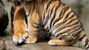 Harimau Benggala merawat salah satu dari empat anaknya yang lahir di Guadalajara Zoo, negara bagian Jalisco, Meksiko pada 5 Oktober 2021. Empat anak harimau itu lahir pada 3 Juli lalu dari Albert dan Chitara, harimau bengal di kebun binatang tersebut. (LISES RUIZ / AFP)