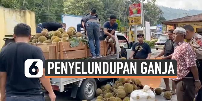 VIDEO: 254 Kg Ganja Diselundupkan Tertutup Durian