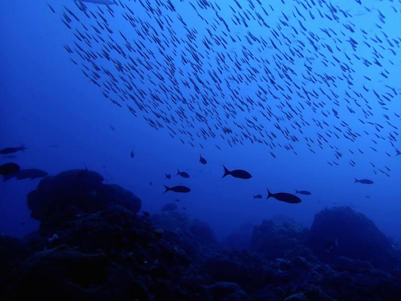 Ilustrasi (Foto: aoml.noaa.gov)