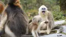 Kawanan monyet emas di Pusat Penelitian Monyet Emas Dalongtan, Taman Nasional Shennongjia, Provinsi Hubei, China, 11 Oktober 2020. Berkat upaya otoritas setempat dan perbaikan lingkungan selama beberapa tahun terakhir, jumlah monyet emas di Shennongjia kini hampir 1.500 ekor. (Xinhua/Wang Siban)