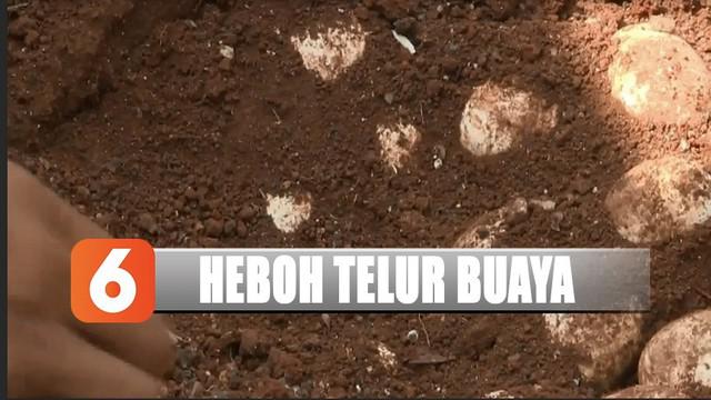 Setelah ditemukan dan diperiksa petugas BKSDA, ternyata telur itu bukanlah telor buaya.