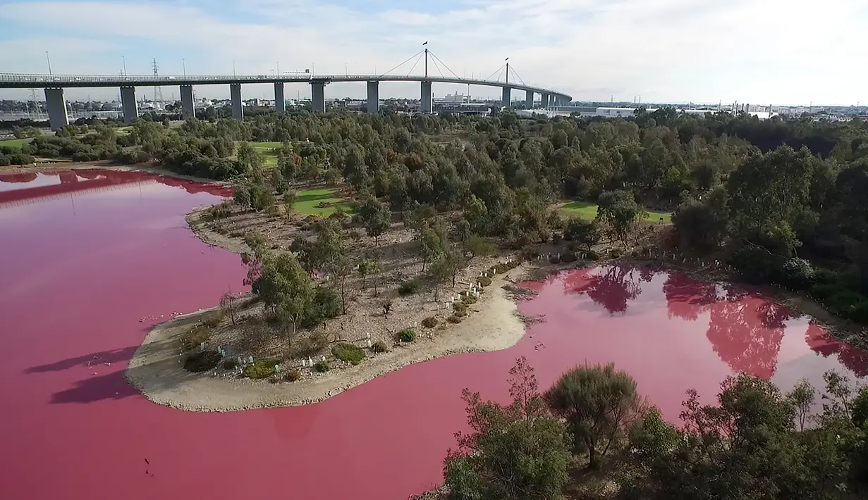Sebuah danau di Melbourne, Australia telah berubah warna menjadi pink pada foto yang dirilis pada 9 Maret 2017. Perubahan warna danau tersebut dikarenakan tingginya suhu dan rendahnya curah hujan datang ke kawasan sana. (HANDOUT/PARKS VICTORIA/AFP)