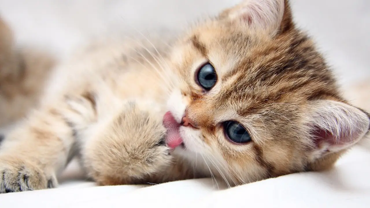 Fakta-fakta Tentang Kucing yang Wajib Diketahui