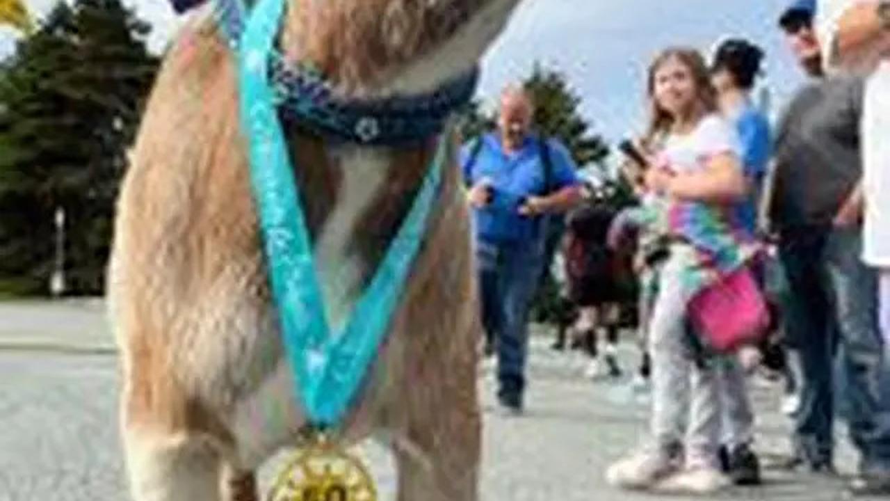 Tingkah Aneh Tapi Nyata Kambing Lepas Ikut Lari Maraton, Sabet Medali