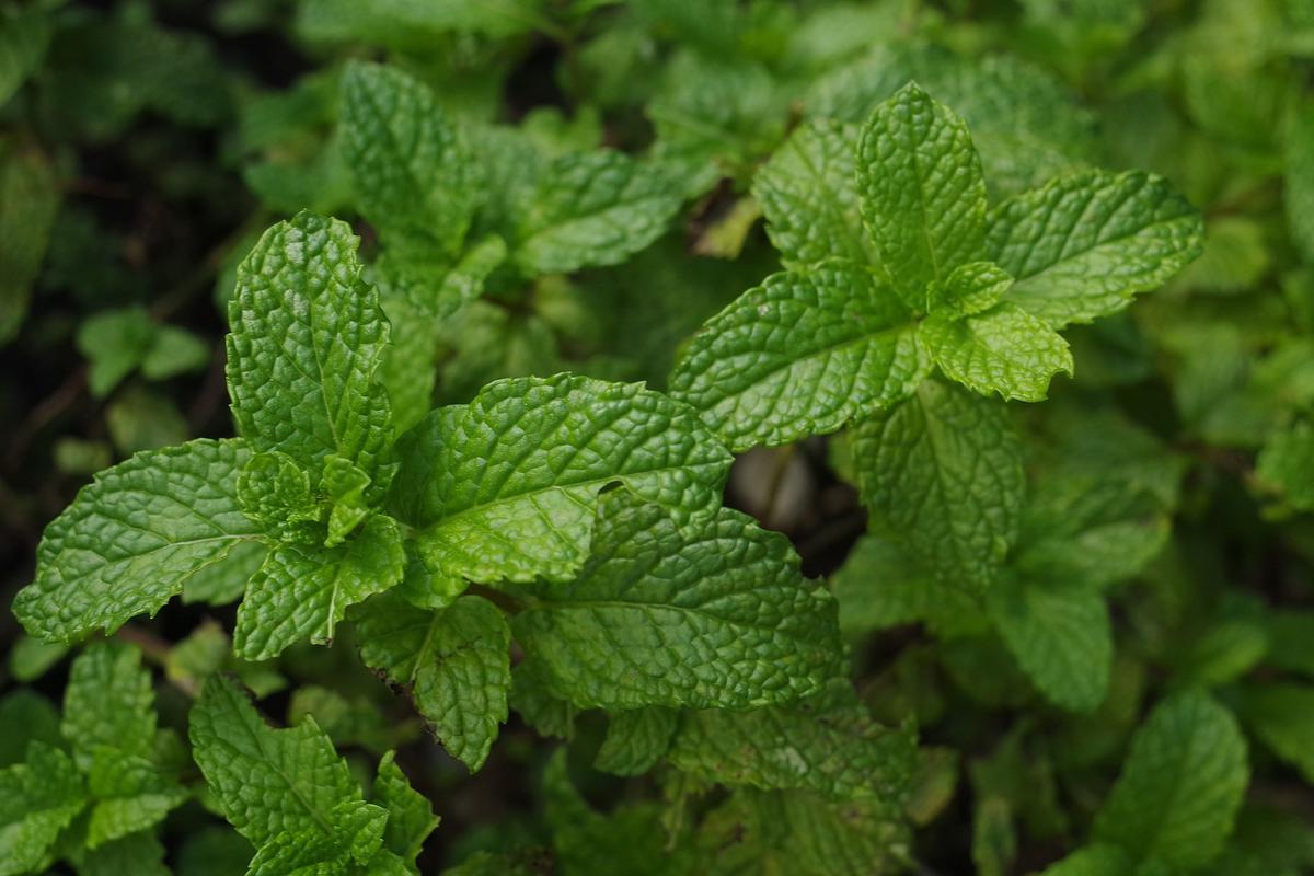 daun mint  (sumber: Pixabay)