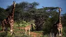 Jerapah reticulated mencari makan di Konservasi Loisaba, Laikipia, Kenya, 5 Agustus 2019. Di Kenya, seperti di seluruh Afrika yang lebih luas, populasi mamalia tertinggi di dunia tersebut terus menurun. (TONY KARUMBA/AFP)