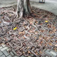 Refleksi keajaiban alam yang terdapat di akar pohon.