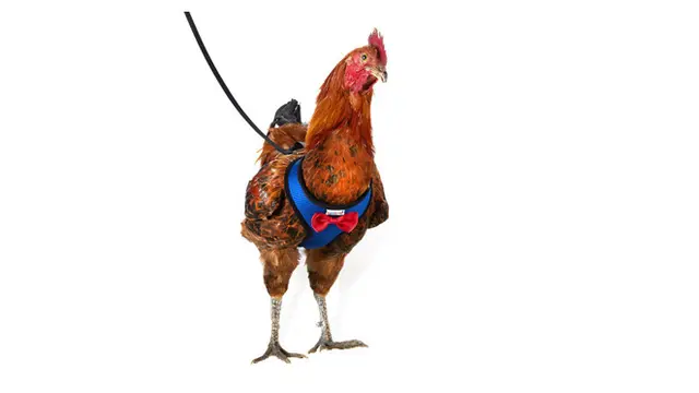 Perusahaan Ini Jual Barang Nyeleneh Untuk Ayam Alasannya Bikin Tepuk Jidat