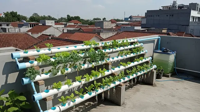 Ide Atap Dak untuk Urban Farming Sayur di Rumah Kecil