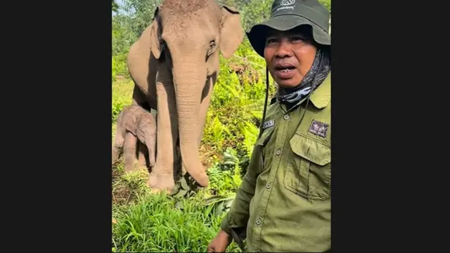 Anak gajah bernama Nona Seroja lahir di Taman Nasional Tesso Nilo, Riau pada Rabu, 10 Juni 2026.