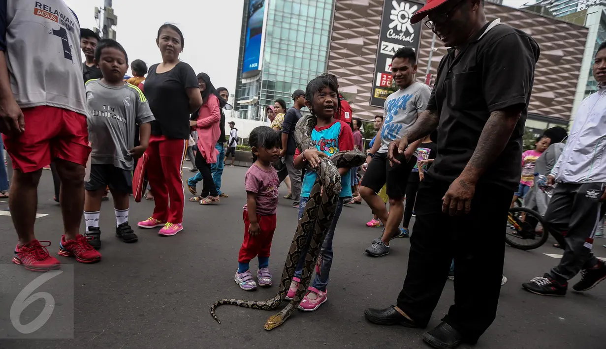 Seorang anak perempuan melilitkan seekor ular di badannya saat momen Car Free Day (CFD) di kawasan Bundaran HI, Jakarta, Minggu (29/1). Tak sedikit pengunjung Car Free Day yang ingin berfoto dengan hewan reptil tersebut. (Liputan6.com/Faizal Fanani)