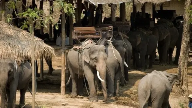 Ini Alasan Mengapa Kamu Perlu Hindari Menunggang Gajah Saat Liburan