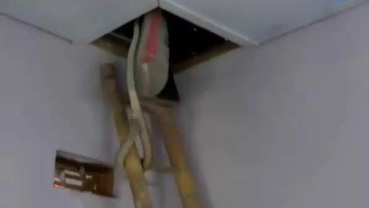 VIDEO: Kawanan Ular Berbisa Ini Bersarang di Atap Rumah