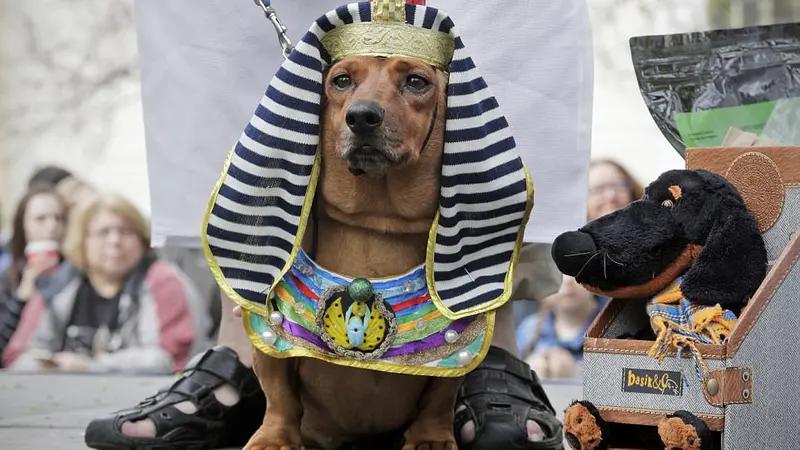 [reservasi]parade kostum anjing