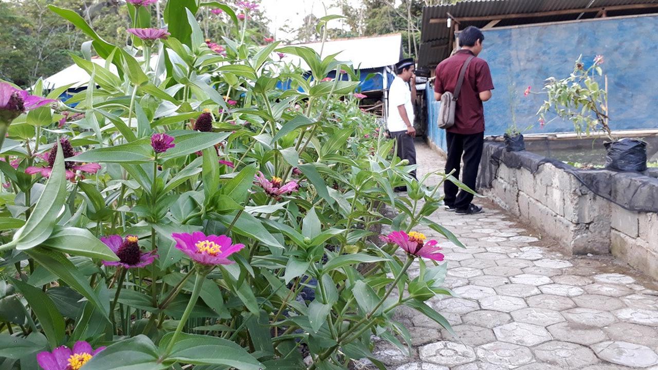 Bunga-bungaan dan tanaman liar untuk mengundang serangga penyerbuk misalnya lebah dalam pertanian terintegrasi di Ponpes Rubat Mbalong Ell Firdaus. (Foto: Liputan6.com/Muhamad Ridlo)