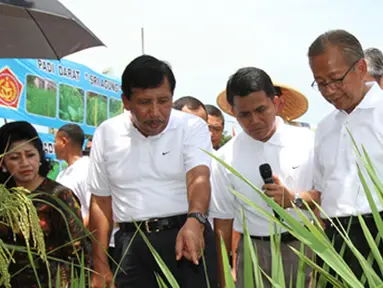 Citizen6, Cariu: Sawah di desa ini merupakan sawah tadah hujan dan tanahnya merupakan lahan kritis, dengan top soil berkisar antara 10 s.d 15 cm, dibawahnya sudah terdapat batuan dan pasir. (Pengirim: Badarudin Bakri)