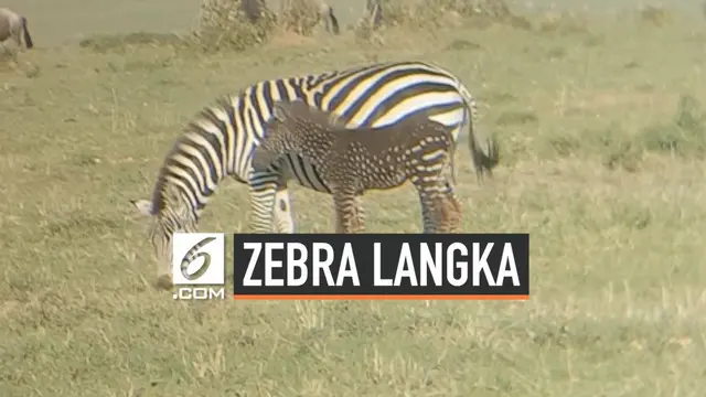 Seekor anak Zebra memiliki corak yang tidak biasa di Maasai Mara, Kenya. Zebra itu memiliki bulu gelap bercorak bintik-bintik putih.