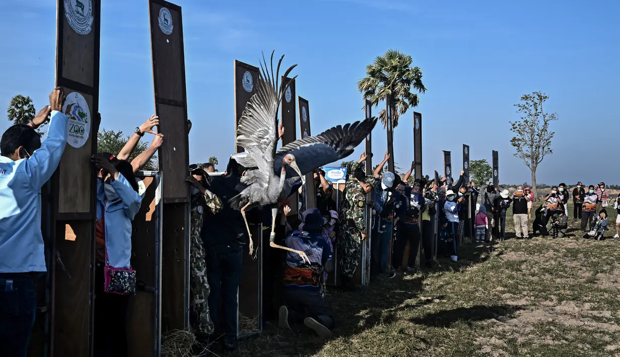 Bangau Sarus Timur yang terbang menjauh setelah dilepasliarkan di waduk Huai Chorakhe Mak, Buriram, Thailand, Minggu (25/12/2022). Hal ini merupakan upaya terbaru untuk menghidupkan kembali spesies berbulu tersebut. (Lillian SUWANRUMPHA / AFP)
