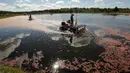 Pekerja saat memanen cranberry di sebuah rawa di Gilmore Perusahaan Cranberry di Carver, Massachusetts, AS, Senin (14/9). Menurut Asosiasi Petani Cape Cod Cranberry, sekitar 200 juta cranberry tumbuh setiap tahun di Massachusetts.  (REUTERS/Brian Snyder)