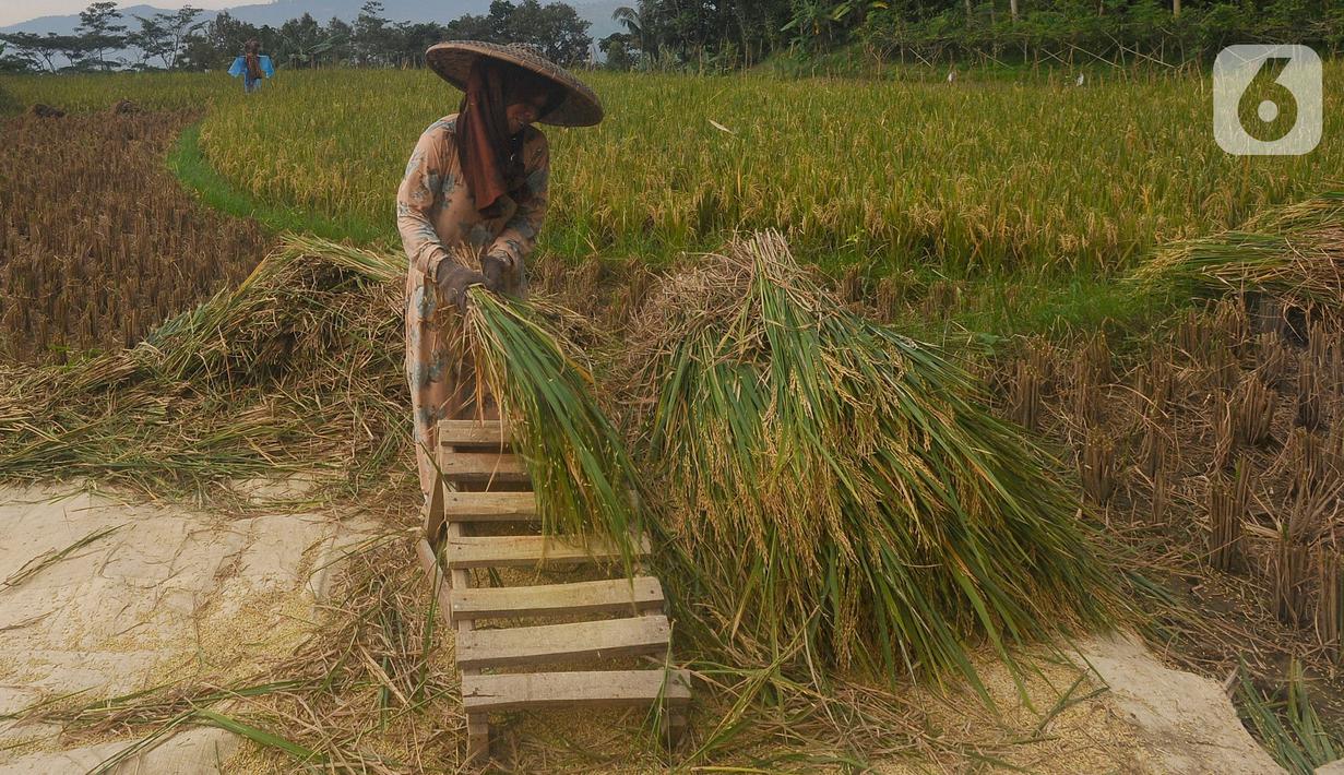 Petani melakukan panen padi jenis IR 64 di kawasan Sukamakmur, Bogor, Jawa Barat, Kamis (5/1/2022). Harga gabah kering di tingkat petani saat ini mengalami kenaikan Rp 500 menjadi Rp 7000/kg disebabkan curah hujan yang tinggi sehingga menyebabkan panen padi tertunda. (merdeka.com/Arie Basuki)