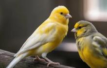 Mengenal Jenis Burung Kenari Berdasarkan Suara, Warna, dan Postur, Panduan Sebelum Memelihara