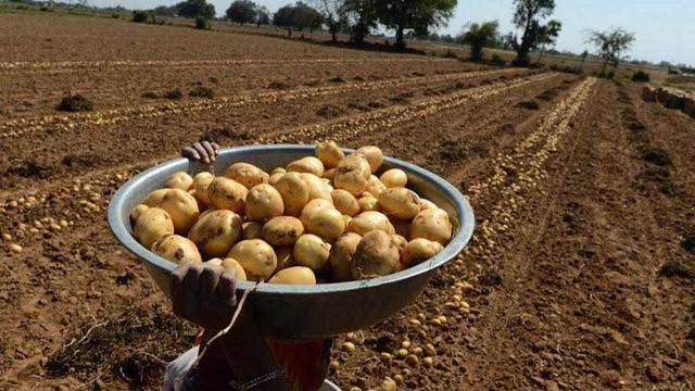 Ilustrasi kentang (AFP)