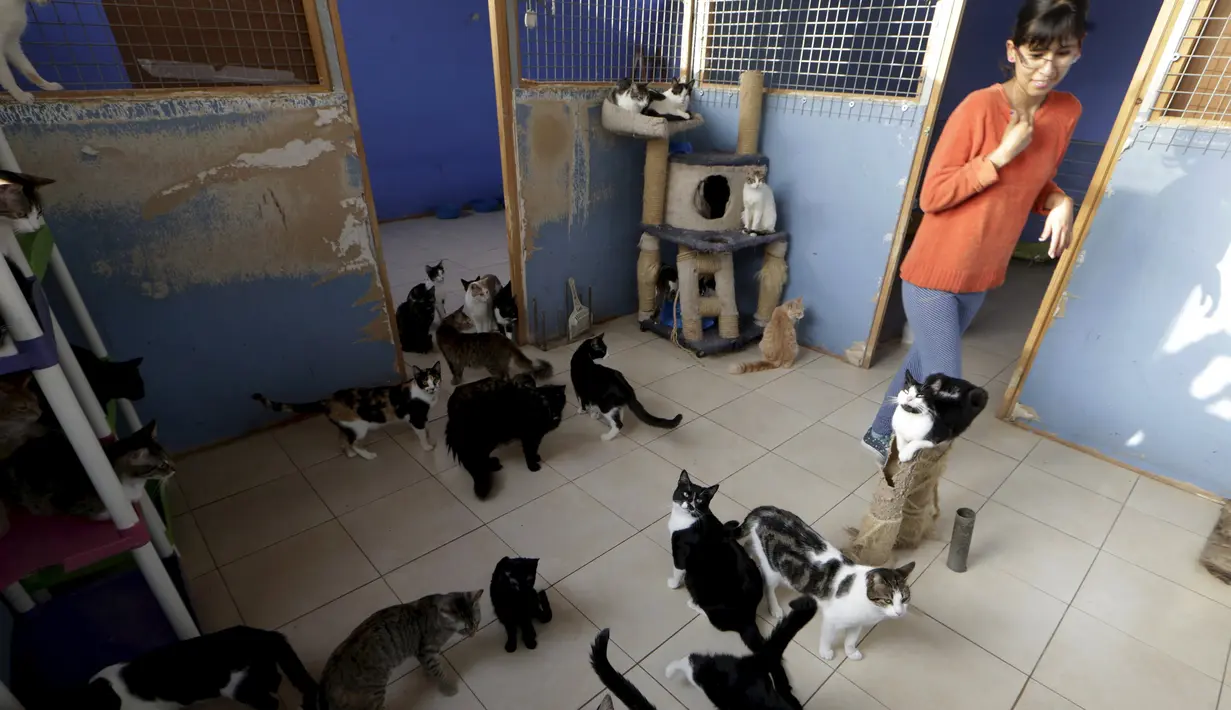 Liza Inga saat bermain dengan kucing-kucingnya di rumahnya, Lima, Peru (4/8/2015). Inga merupakan seorang wanita yang mempunyai penampungan kucing sekitar 50 ekor dirumahnya sendiri. (Reuters/Mariana Bazo)