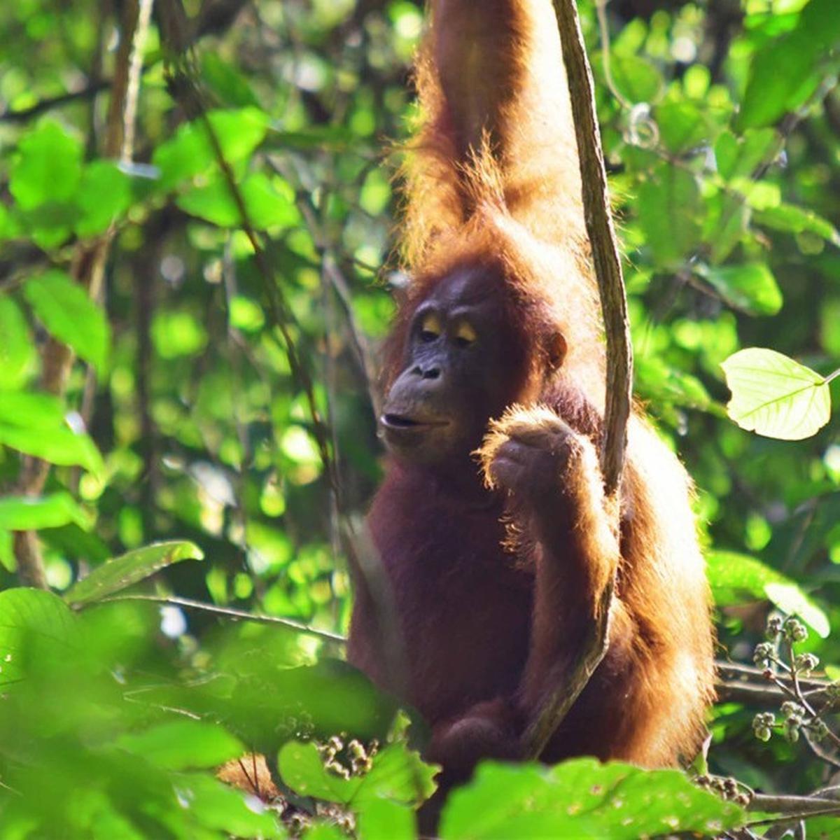Orangutan
